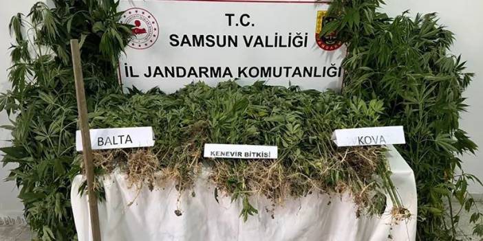 Samsun'da jandarmadan yasadışı kenevir ekimi yapan şahsa gözaltı