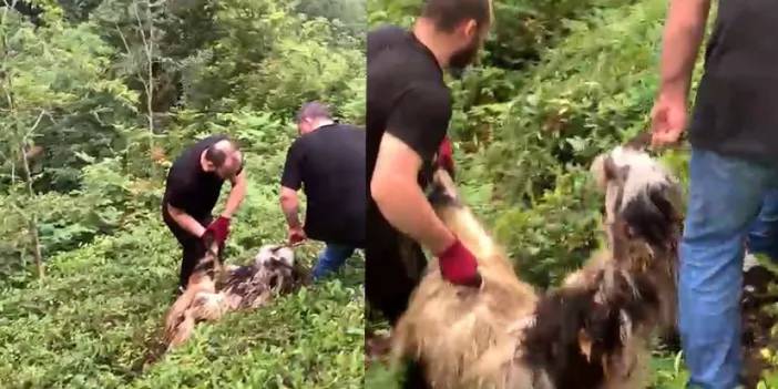 Rize'de bayramın ilk günü kaçan keçi 3. günün sonunda bulundu