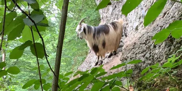 Rize’deki kaçak keçi bulundu