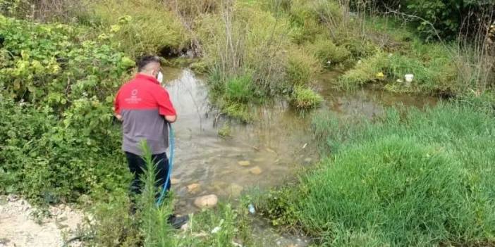 Ordu'da sivrisinek seferberliği!