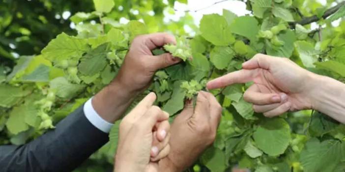 Samsun’da fındık üreticisini sevindiren haber! "Bu yıl verimli"