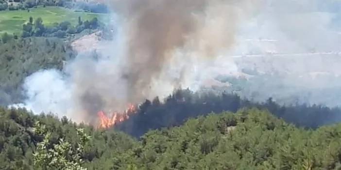 Sinop'ta korkutan orman yangını,