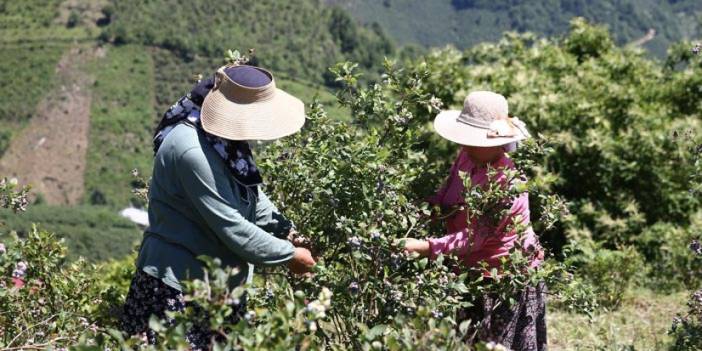 Giresun'da devlet desteği çiftçilere can kattı