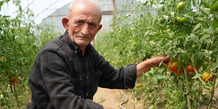 Bayburtlu çiftçi ömrünü adadı! "Ata tohumu memleket meselesi"