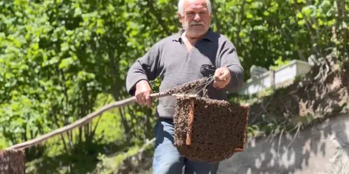 Artvin'de arılar oğul verdi! Süreç film gibi