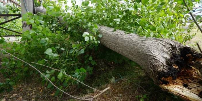 Samsun’da fırtına ağacı kökünden söktü