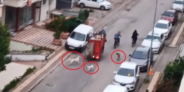 Samsun’un sokaklarını köpekler istila etti