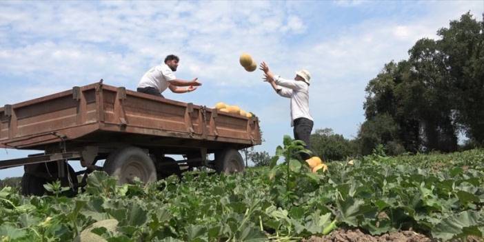 Samsun'da kavun ve karpuz hasadı başladı