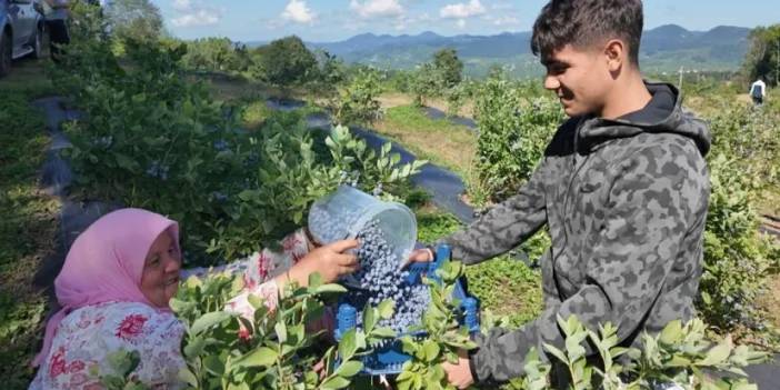 Ordu’da mavi yemiş kazandırıyor