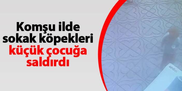 Rize'de sokak köpekleri küçük çocuğa saldırdı