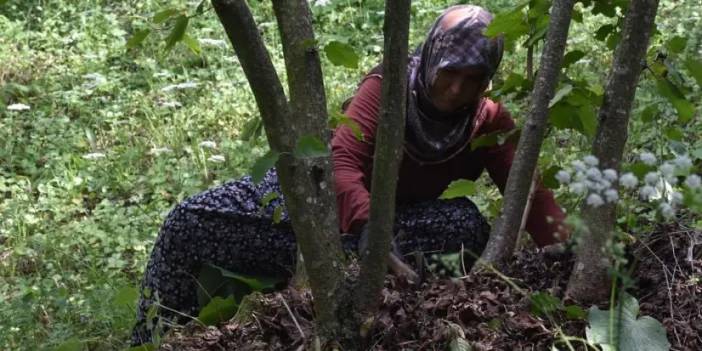 Sakarya'da fındık mesaisi! Üretici bahçeye girdi