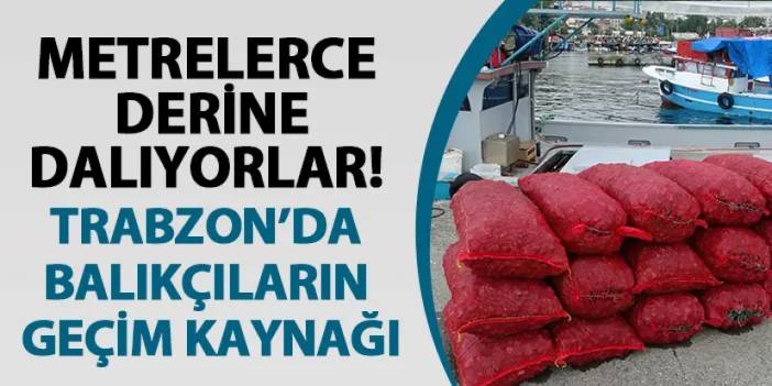 Metrelerce derine dalıyorlar! Trabzon'da balıkçıların geçim kaynağı