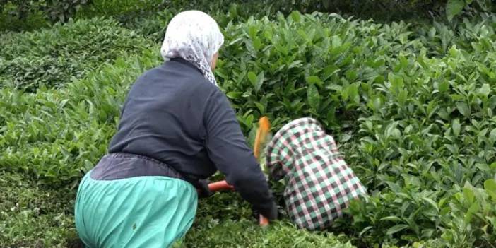 Rize’de alkışlık hareket! Hasta komşularının çayını topladılar