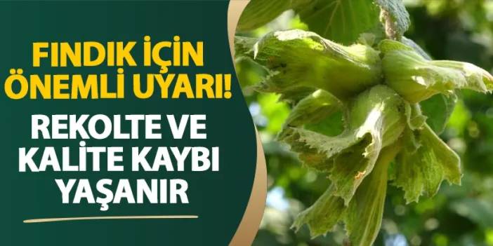 Ordu’da fındık için önemli uyarı! Rekolte ve kalite kaybı yaşanır