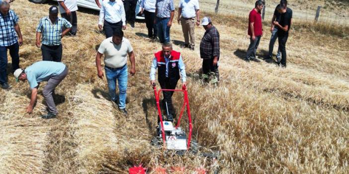 Samsun’da organik buğday hasadı başladı