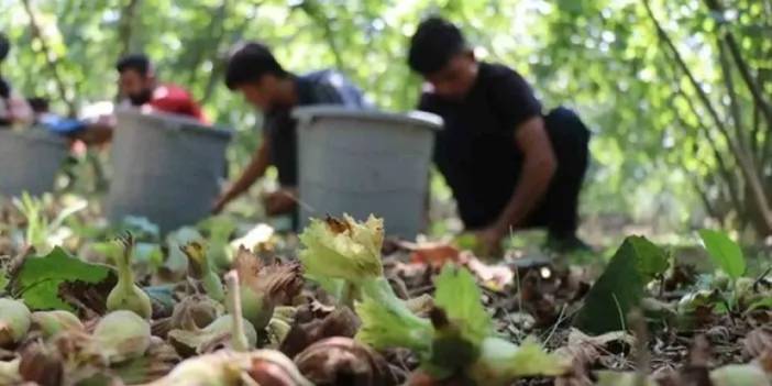 Ordu'da fındıkta yevmiye krizi! İşçiler bahçeye girmemekle tehdit ediyor