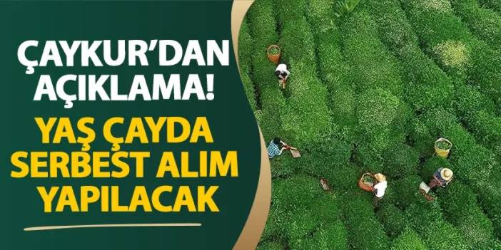 ÇAYKUR’dan açıklama! Yaş çayda serbest alım yapılacak