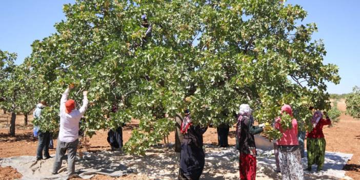 Gaziantep'te babasının fıstık bahçesinden 1.5 ton Antep fıstığı çaldı