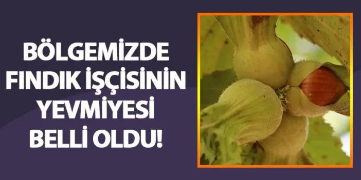 Samsun'da fındık işçisinin yevmiyesi belli oldu!