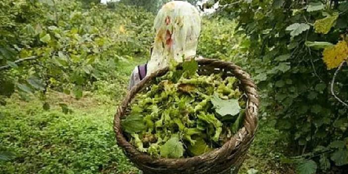 Giresun’da fındık toplama ücretleri belirlendi!