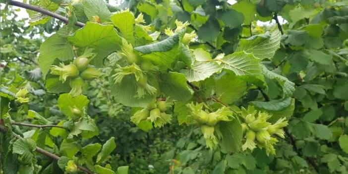 Ordu'da fındık için hasat tarihleri açıklandı