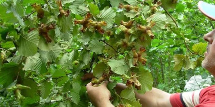 Trabzon'da fındık hasat tarihleri açıklandı