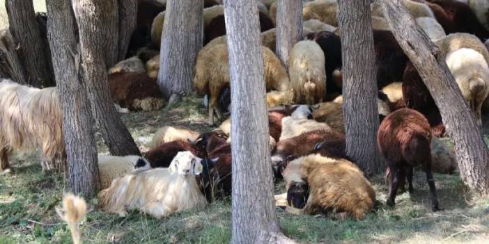 Bayburtlu besiciler hayvanları serinletiyor