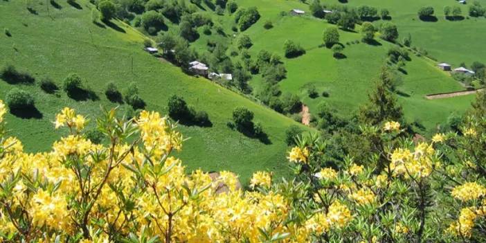 Giresun'un eşsiz yaylası: Kümbet Yaylası nerede? Nasıl gidilir, rakım kaç?