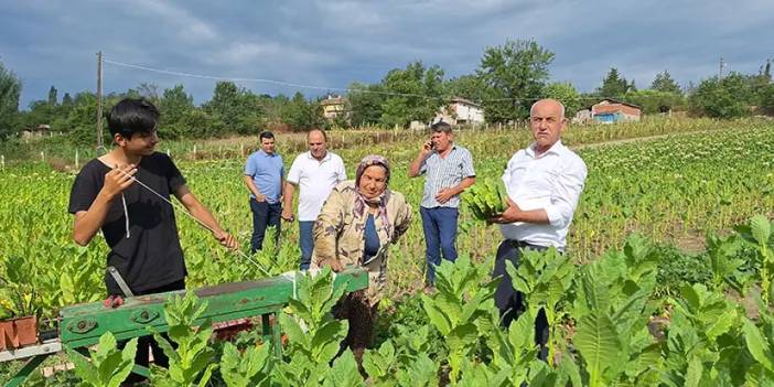 Samsun'da tütün hasadına başlandı