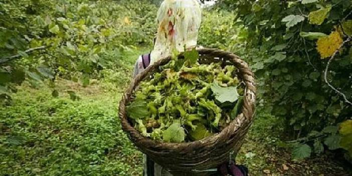 Giresun’da fındık hasat tarihleri belirlendi