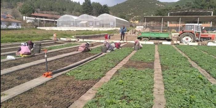 Samsun’da üretilen fidanlar Türkiye’yi yeşillendiriyor