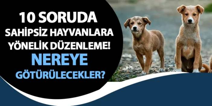 10 soruda sahipsiz hayvanlara yönelik düzenleme! Nereye götürülecekler?