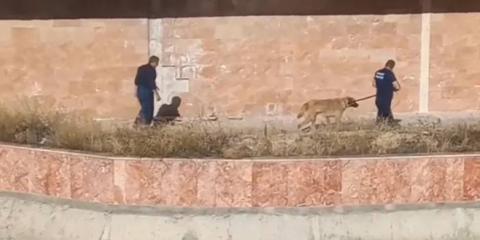 Bayburt'ta köpek nehre düştü! İtfaiye ekipleri kurtardı