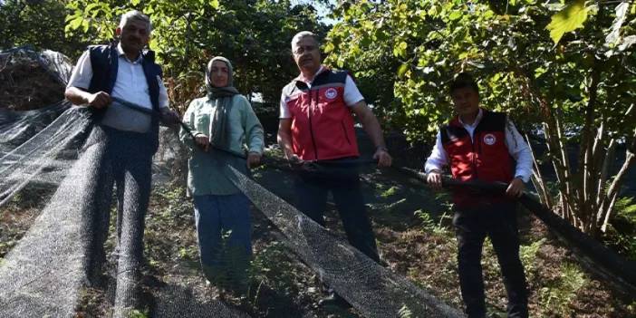 Ordu'da fındık hasadı bu yöntemle kolaylaştı! Gitgide yayılıyor