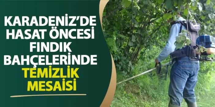 Giresun’da hasat öncesi fındık bahçelerinde temizlik mesaisi