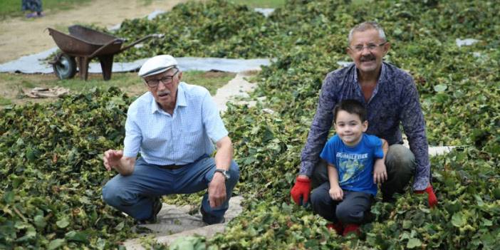 Ordu'da üreticiler fındık hasadına başladı