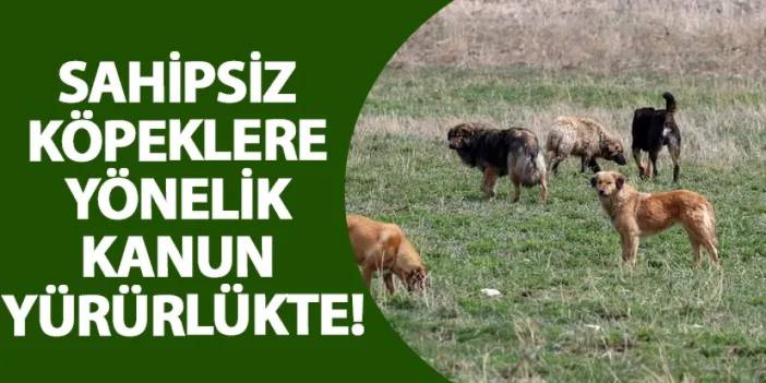 Sahipsiz köpeklere yönelik kanun yürürlükte!