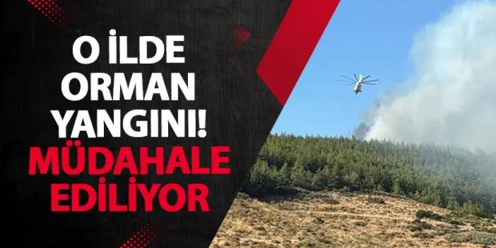 Hatay’da orman yangını! Müdahale ediliyor