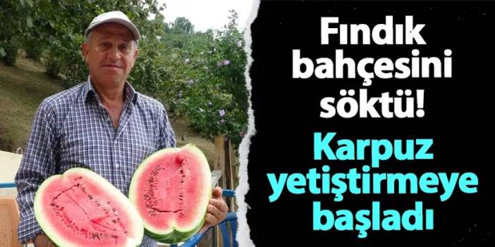 Giresun'da fındık bahçesini söktü! Karpuz yetiştirmeye başladı