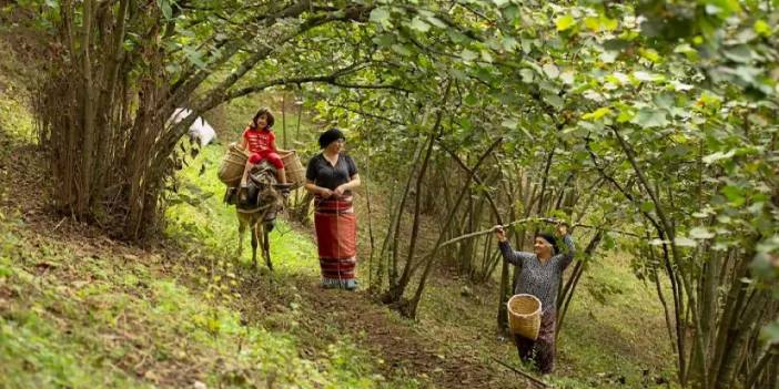 Giresun’da fındık işçilerine fiyat güncellemesi