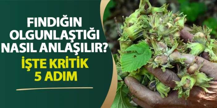 Fındığın olgunlaştığı nasıl anlaşılır? İşte kritik 5 adım