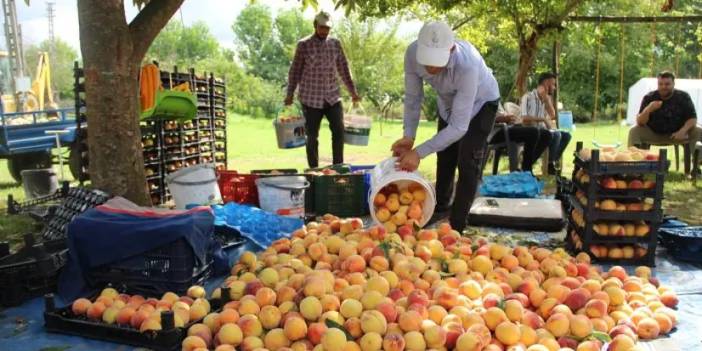 Samsun’da şeftali hasadı başladı