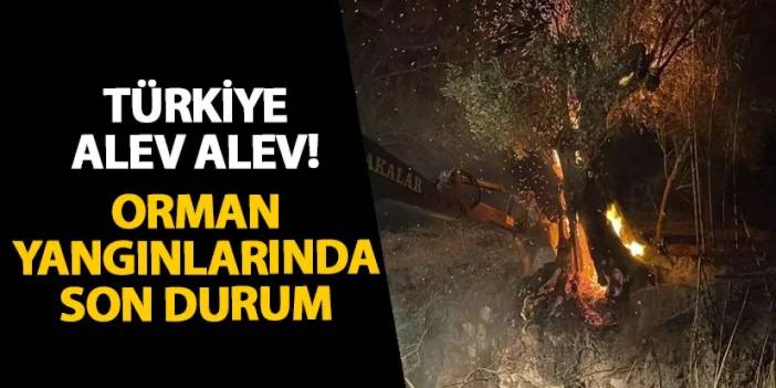 Türkiye alev alev! Orman yangınlarında son durum