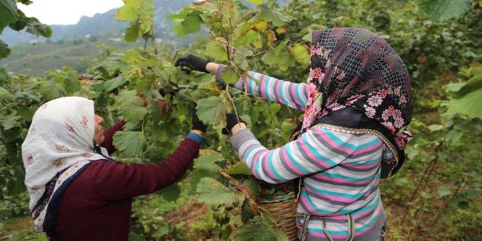 Diyarbakır'dan yola çıktılar! Fındık toplamak için geliyorlar