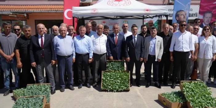 Samsun’da çiftçilere 270 bin fide dağıtıldı!