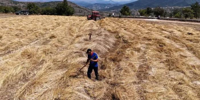 Ordu’da siyez buğday hasadı başladı!