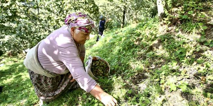 Fındığı yerden topluyorlar! Maliyetten tasarruf