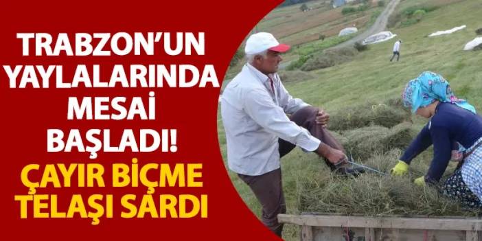 Trabzon’un yaylalarında mesai başladı! Çayır biçme telaşı sardı