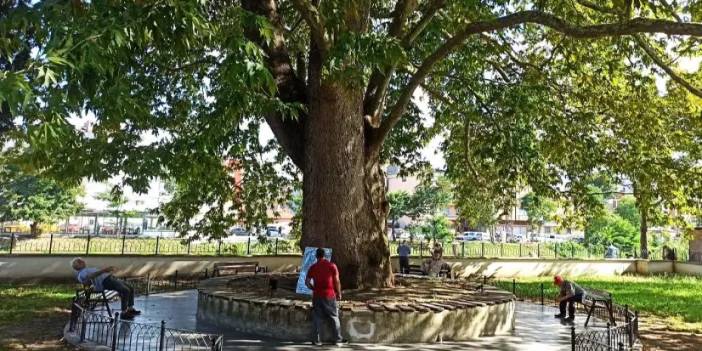 Samsun’da dev çınar serinliğin adresi oldu