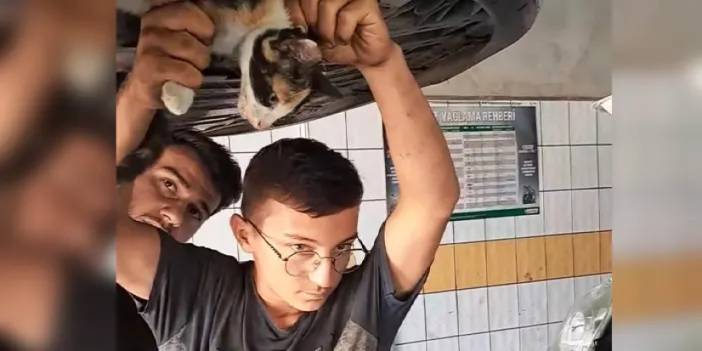 Samsun’da kedi için seferber oldular!